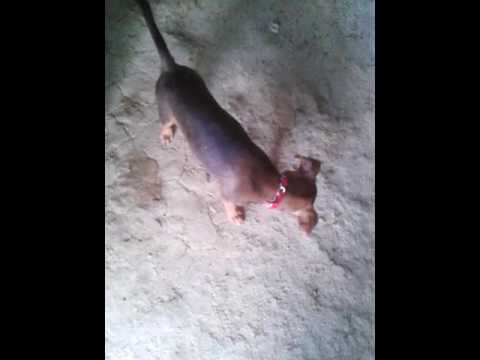 Descubre la mezcla explosiva de Beagle y Chihuahua: ¡el Chibeagle!