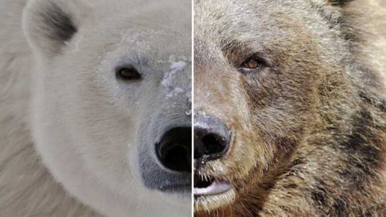 Descubren nueva especie: la mezcla de oso polar y grizzly