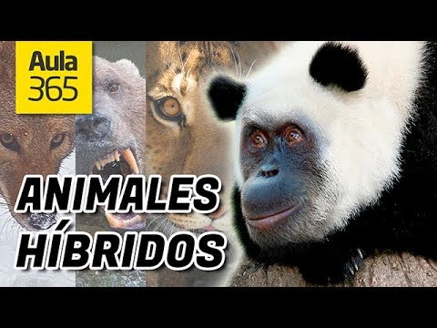 Descubre los sorprendentes animales mezclados reales en la naturaleza