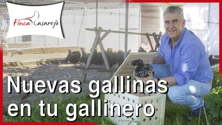 Descubre la pol&eacute;mica sobre la mezcla de razas de gallinas en la industria av&iacute;cola.