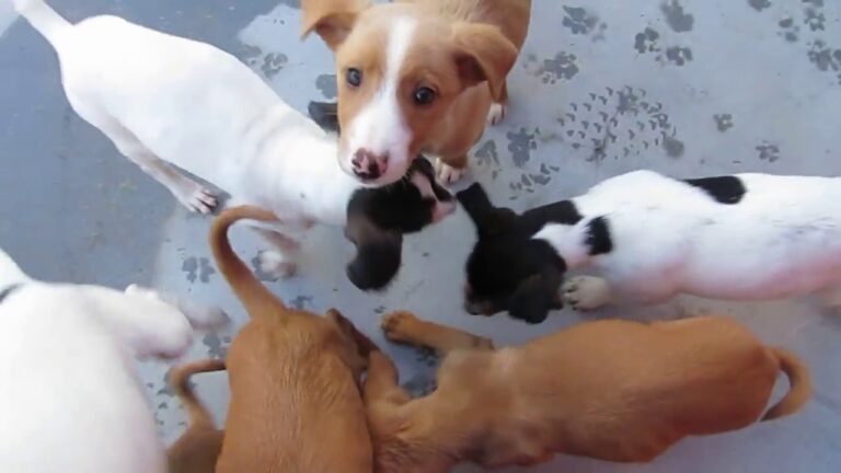 Descubre la mezcla única entre bodeguero y Jack Russell en un perro irresistible