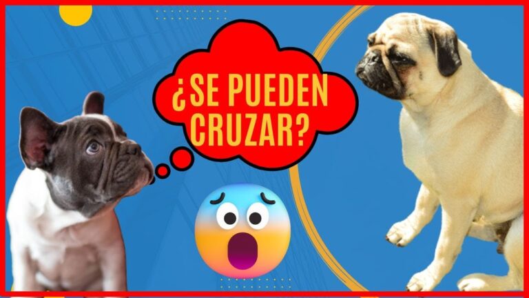 Descubre la sorprendente mezcla de carlino y bulldog francés en una adorable mascota