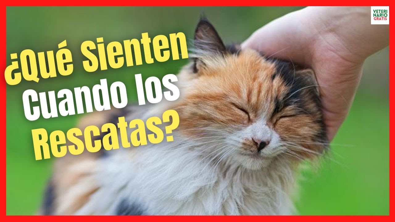 Descubre la sorprendente historia de una mezcla única: el Siamese